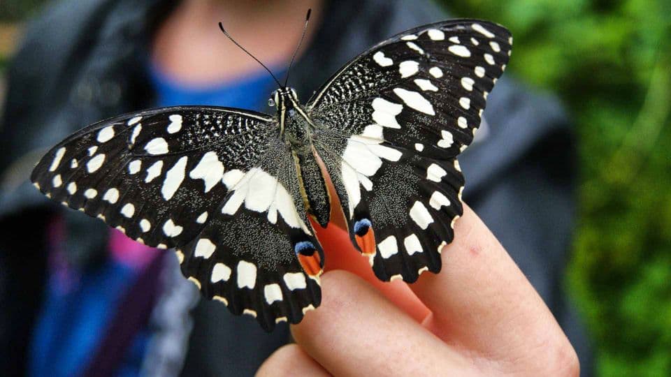 Combo: Global Village + Butterfly Garden - Image 12